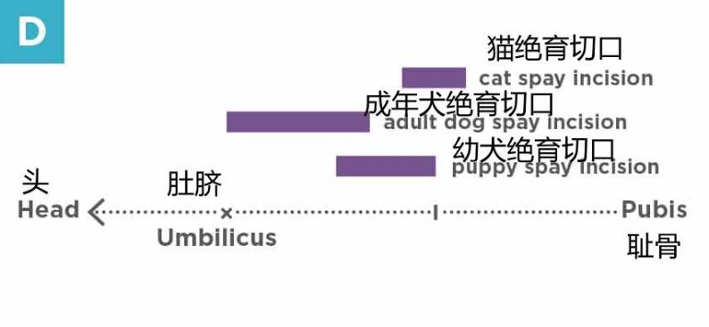 宠物绝育手术有啥新技术？-实验室文章基地