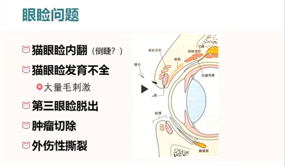 什么？猫咪都感动哭了？详解猫流不完的眼泪-实验室文章基地