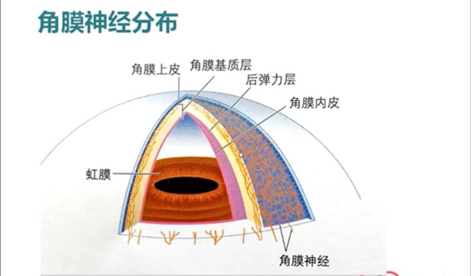 什么？猫咪都感动哭了？详解猫流不完的眼泪-实验室文章基地