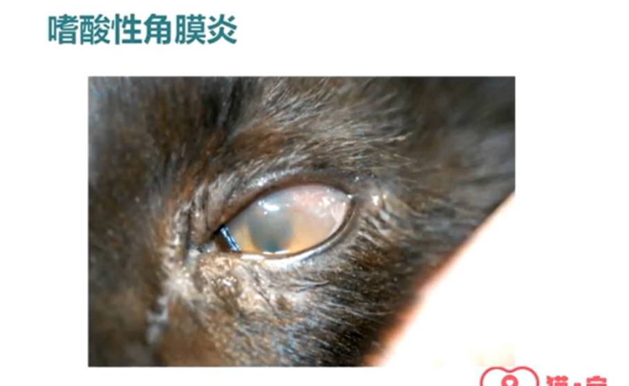 什么？猫咪都感动哭了？详解猫流不完的眼泪-实验室文章基地