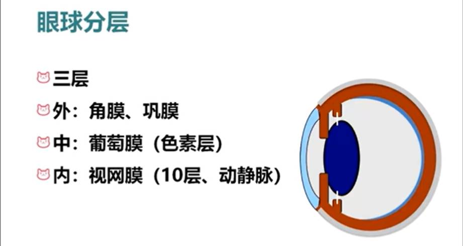 什么？猫咪都感动哭了？详解猫流不完的眼泪-实验室文章基地