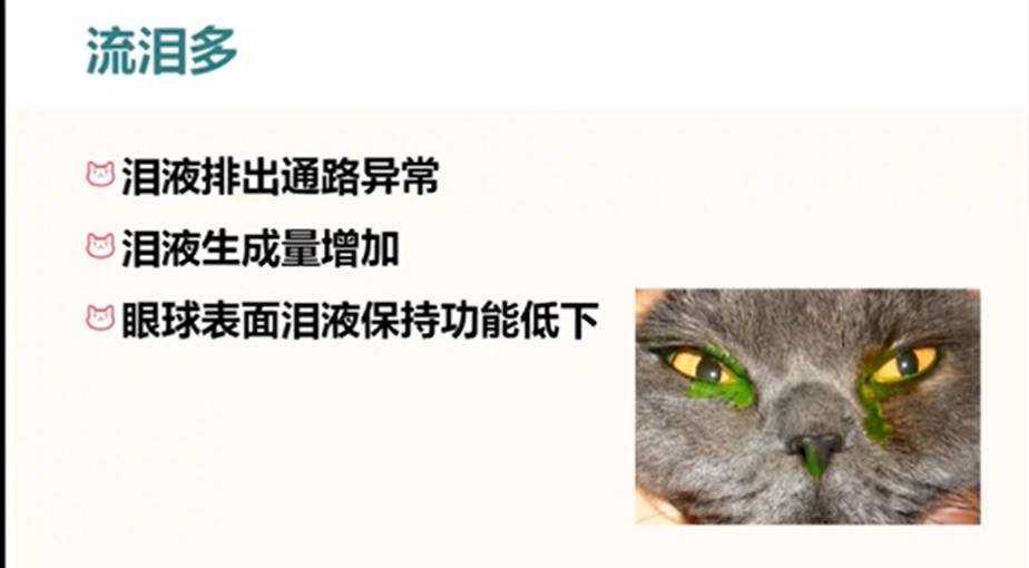 什么？猫咪都感动哭了？详解猫流不完的眼泪-实验室文章基地