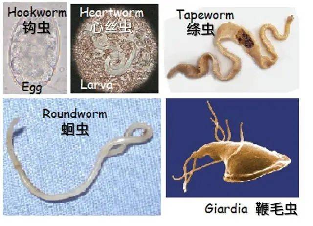 向宠物主人推荐寄生虫检查为什么很难？-实验室文章基地