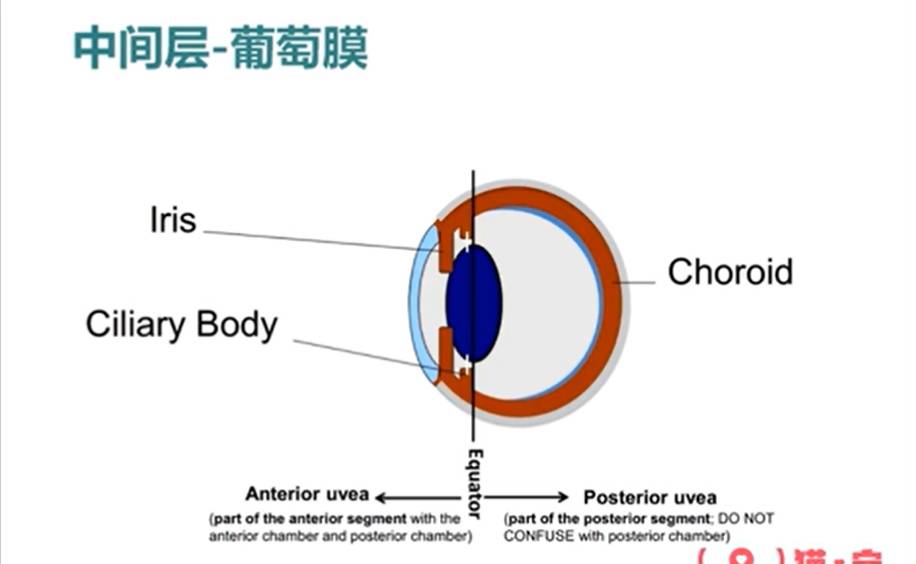 什么？猫咪都感动哭了？详解猫流不完的眼泪-实验室文章基地