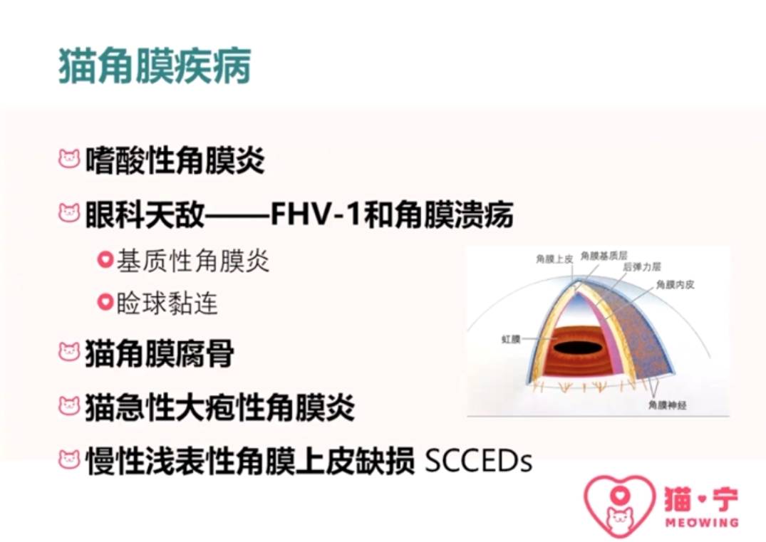 什么？猫咪都感动哭了？详解猫流不完的眼泪-实验室文章基地