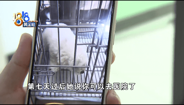 “感冒”查出得犬瘟，姑娘在意“时间点”-实验室文章基地