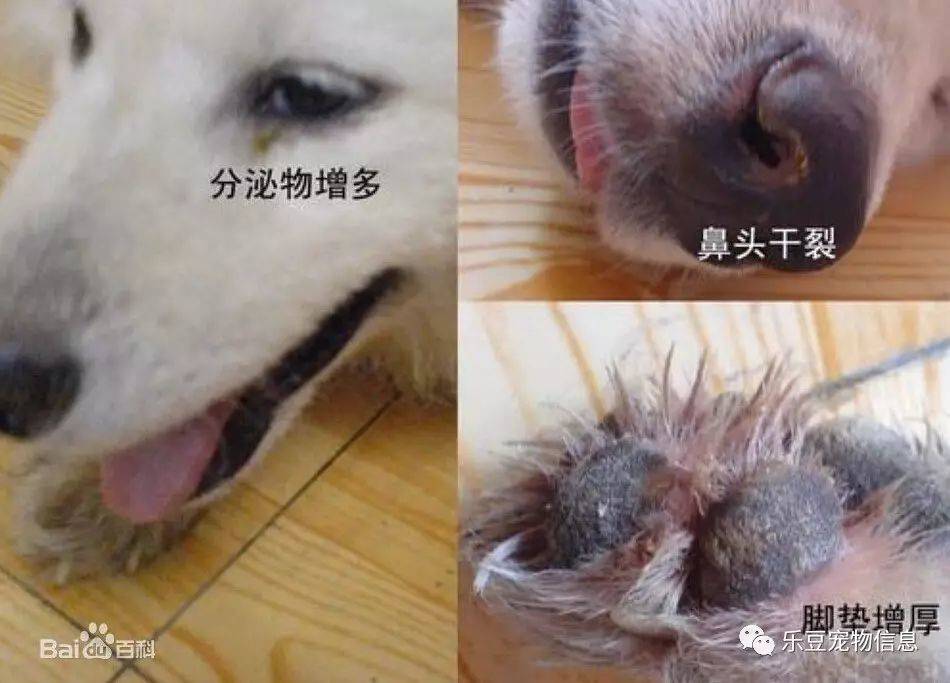 犬瘟病毒的预防诊断和治疗！-实验室文章基地