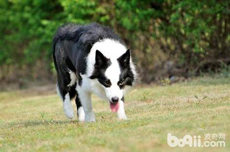 边境牧羊犬为什么肉垫会开裂？