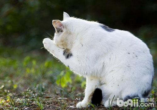 尿液指示猫咪疾病