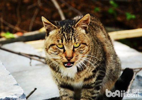 猫前庭综合症的病因及症状