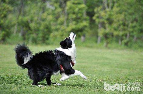 边境牧羊犬为什么肉垫会开裂？