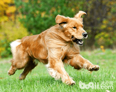 犬瘟后期有什么症状