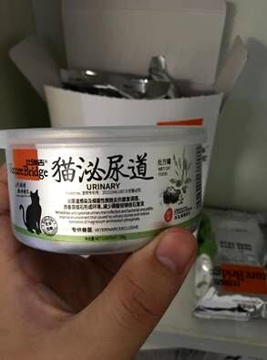 雄性蓝猫的尿道造口手术