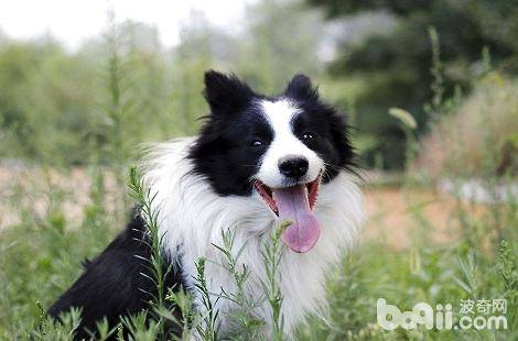 边境牧羊犬的脚垫发烫是怎么了？