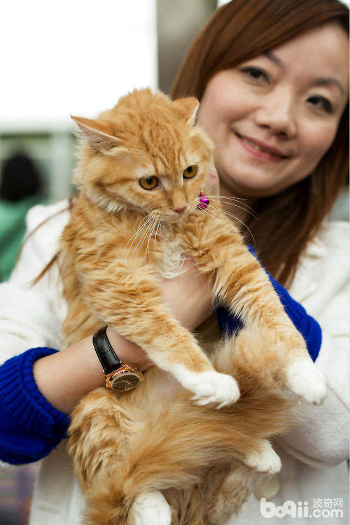 救助流浪猫，我是认真的