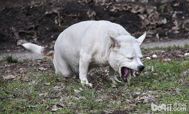 犬细小病毒症状及治疗方法