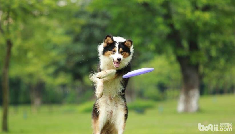 犬细小如何治疗，犬细小的预防方法