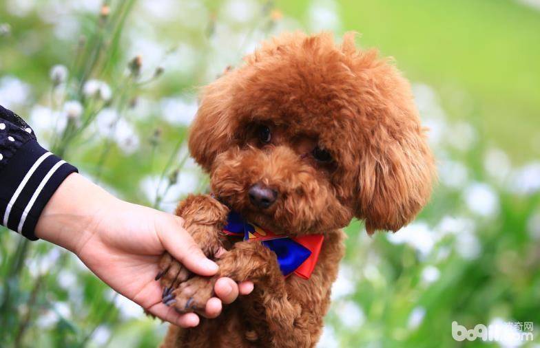 泰迪犬怎么补钙 泰迪犬补钙技巧