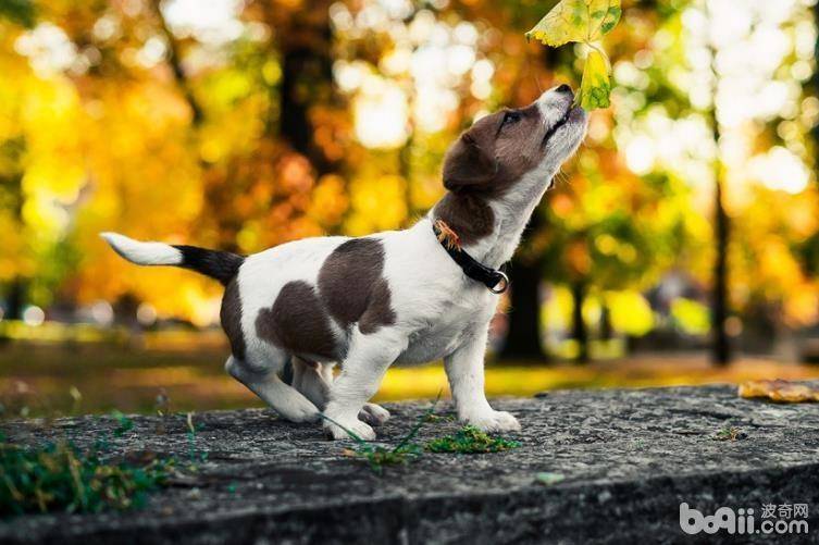 狗狗犬瘟热怎么预防 狗狗犬瘟热症状有哪些