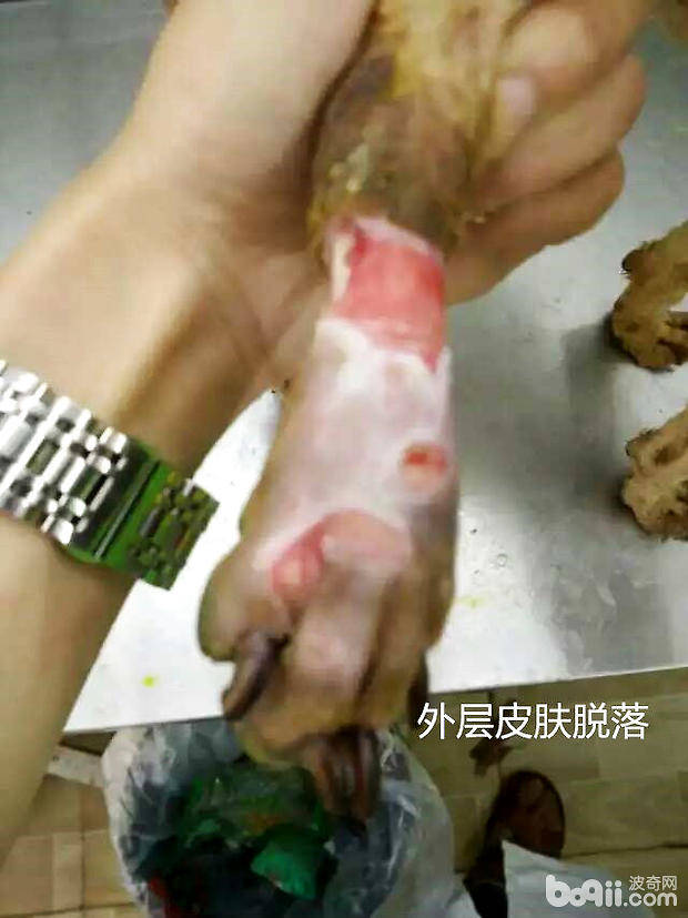 犬几种病例的伤口处理