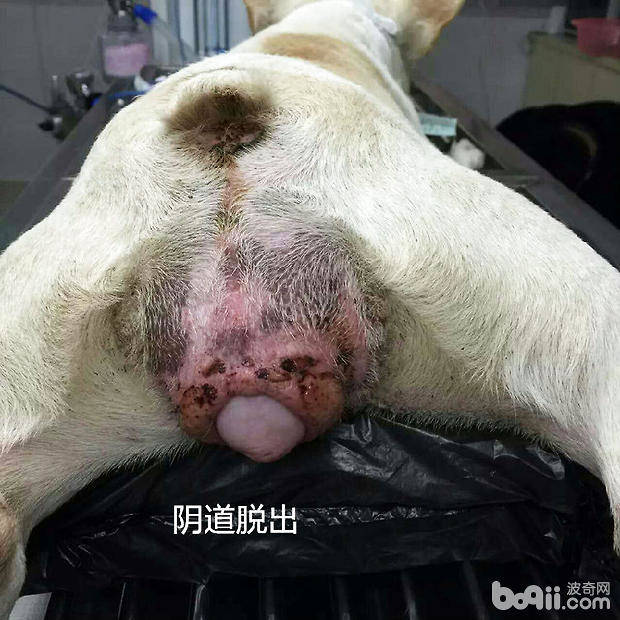 犬常见的外科内科疾病（二）