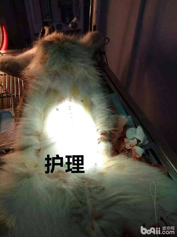 引起犬腹膜炎的常见原因