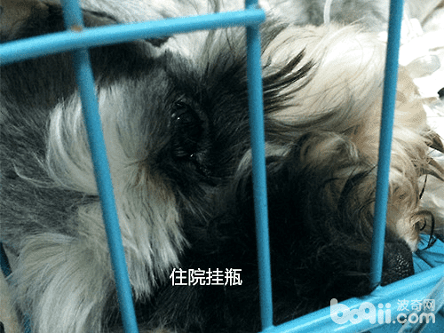 一例犬隐睾肿瘤的病例