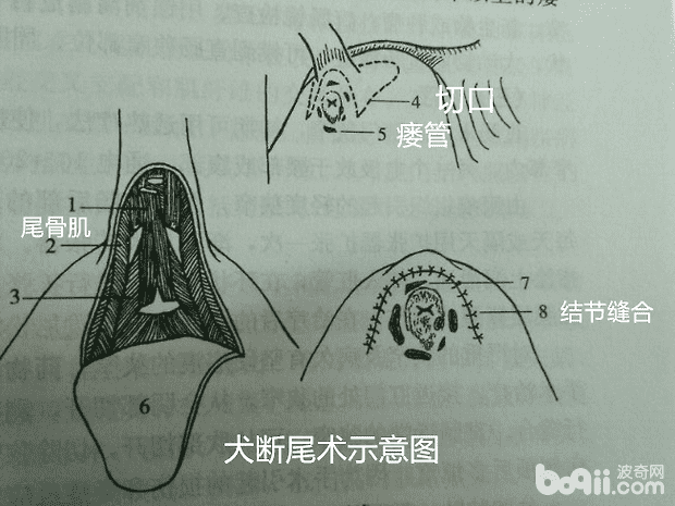 犬的肛周疾病