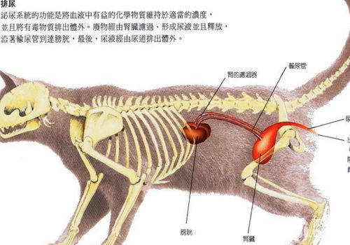 猫咪泌尿系统的相关问题