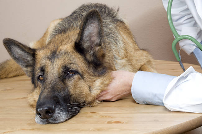 犬细小治疗不及时，可能会致命，三招帮狗狗日常远离细小病毒