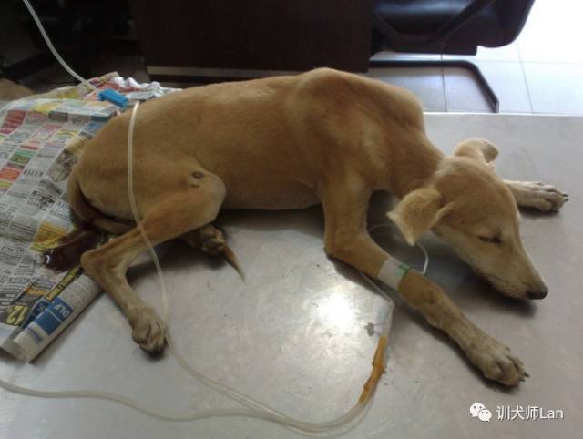 犬细小病毒的传播、症状、治疗和预防以及受污染区域的消毒方法