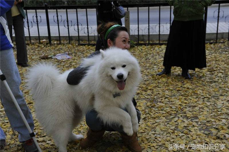 狗狗细小病毒的症状、传播途径、治疗与预防