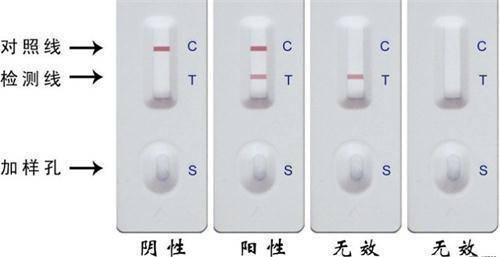 辟谣!狗狗得细小就没得救了吗?找准治愈时机没那么可怕