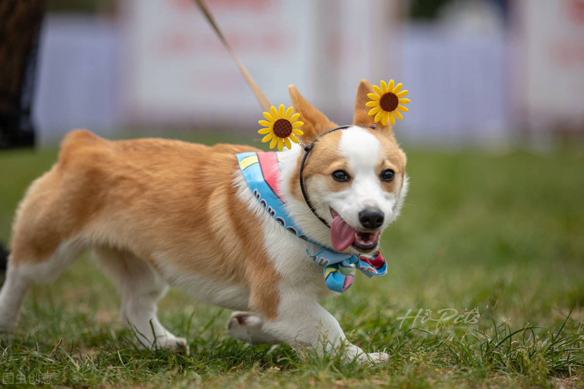 宠物犬细小病毒的临床诊断及治疗方法