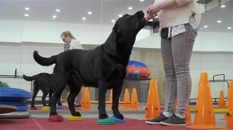 狗狗感冒了什么症状？狗狗感冒吃什么药？建议收藏