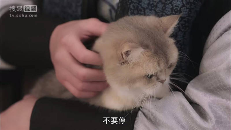 ​猫咪便血拉稀原因？猫咪便血吃什么？宠物医生在线答疑